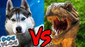 DOGVLOG: ХАСКИ ПРОТИВ ДИНОЗАВРОВ! Хаски Бандит. Говорящая собака