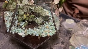 Сажаем флорариумы. Как правильно сажать растения во флорариумы. Принципы полива флорариумов