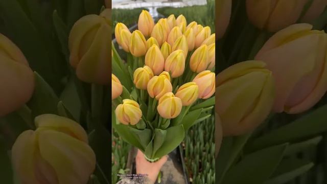 Тюльпаны к 8 марта🌷выгонка тюльпанов