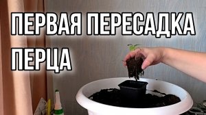 Сегодня про перец и томаты.