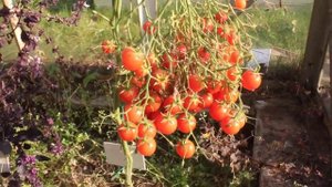 Сорт -"РОЗОВЫЙ КВАРЦ МУЛЬТИФЛОРА. Томаты от Фёдора.