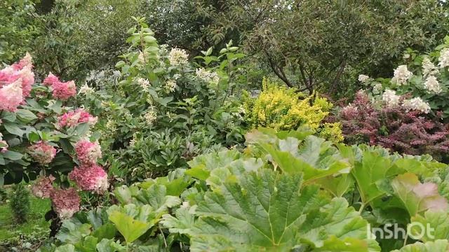 Гортензии после продолжительных дождей. Сад в пасмурную погоду. смотреть онлайн