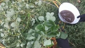 Отбираем кустики клубники для посадки в грунт.