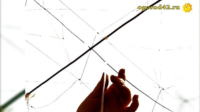 Как правильно подвязывать и пасынковать томаты смотреть онлайн