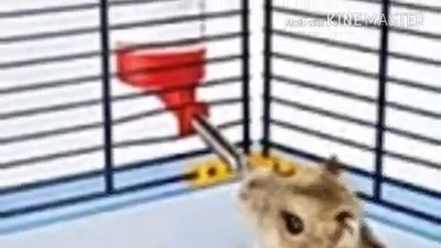 Какие поилки нужны хомякам 1ч. смотреть онлайн