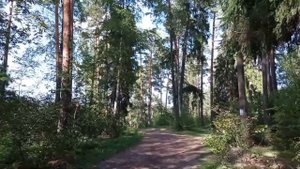 Тумботинское озеро. Купаемся,загораем,дышим сосновым воздухом.