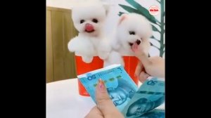 Забавный и милый шпиц