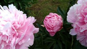 Пион Сара Бернар