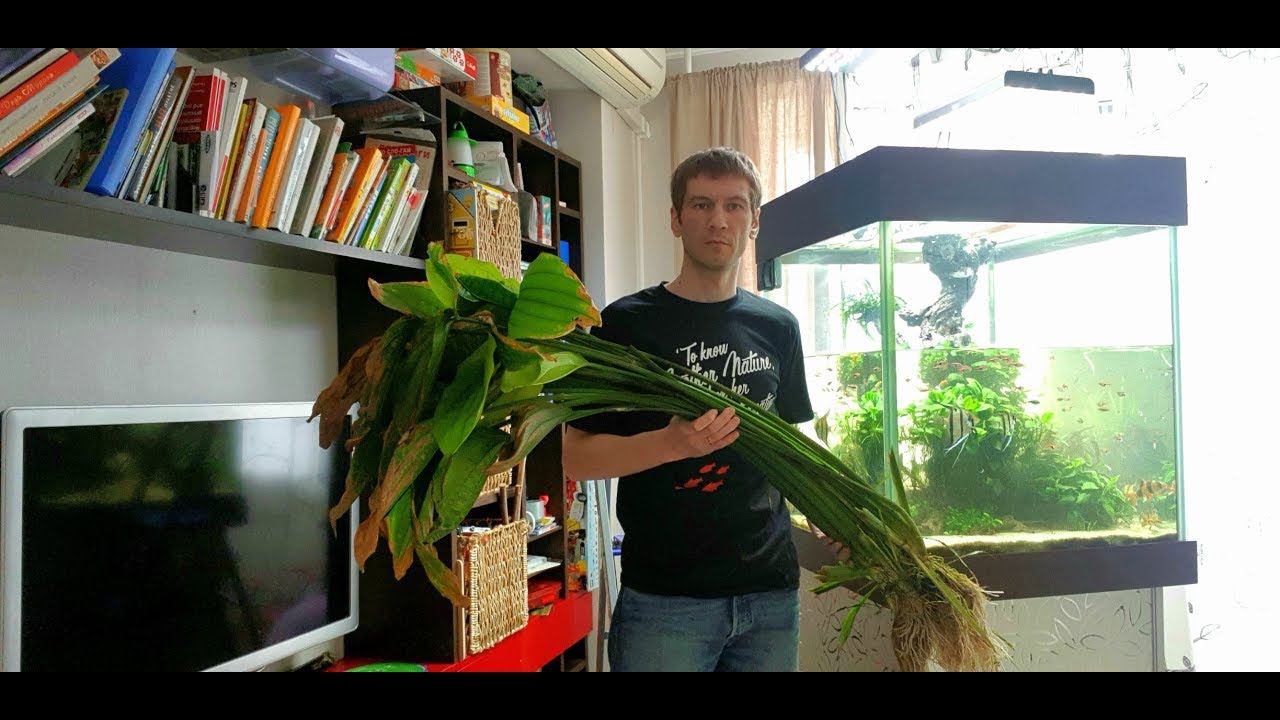 #аквакубик Прощай, эхинодорус! смотреть онлайн