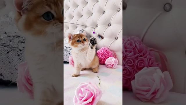 Маленький британский золотой котёнок британской
