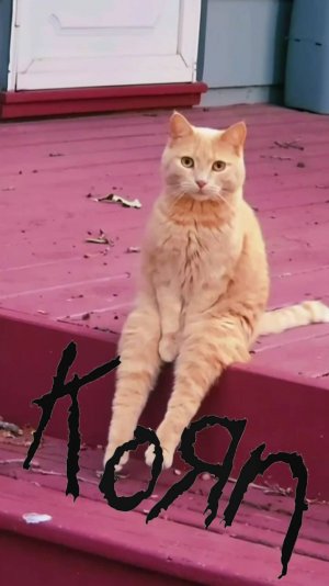 кошKorn