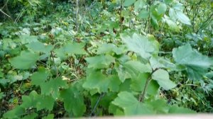 Черная смородина от простуды и гриппа. Народная медицина, советы от Варвары