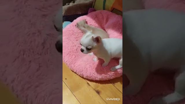 ШИКАРНЫЙ Ахиллес ЕЛИСЕЕВИЧ( питомник чихуахуа Кастропуло Крым)в продаже  +79787458062 купить смотреть онлайн