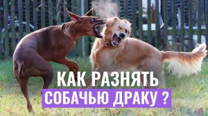 СОБАЧЬЯ ДРАКА: Как разнять дерущихся собак?