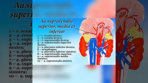 Topographic anatomy of the lumbar region and retroperitoneal space