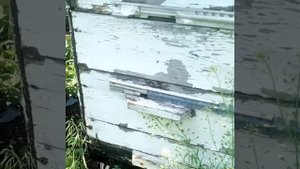 О методе получения маточного молочка, который я в основном и использую