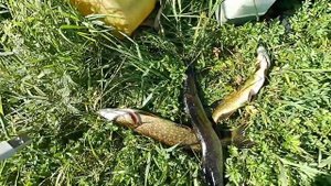 Озеро Пашозеро. Река Паша. Рыбалка.