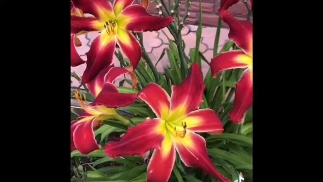 #Лилейник Мегатрон -красный великан в саду! #Лилейник Megatron смотреть онлайн