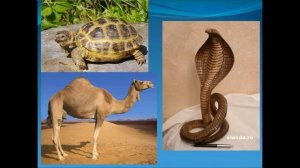 презентация в пустыне африки окружающий мир 4 класс