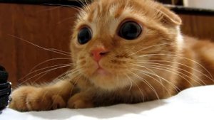 Супер классный шотландский рыжий вислоухий котенок