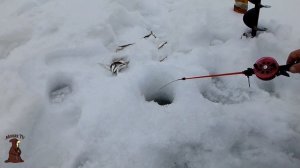 Консервы из Уклейки в домашнем Автоклаве , что наловил то и поел