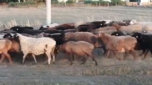 эдильбаевские овцы /идём домой