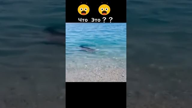 Акула В Италии ?❓ смотреть онлайн