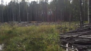 Как вырубают лес в России / How to cut down a forest in Russia