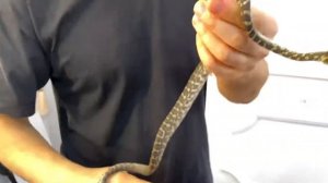 Как полинять змею принудительно