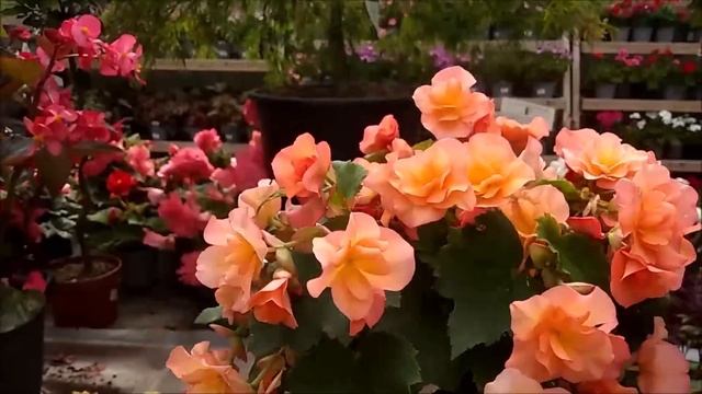 ВОЛШЕБНЫЙ АНГЛИЙСКИЙ САД. ТАКОГО ВЫ ЕЩЕ НЕ ВИДЕЛИ. смотреть онлайн