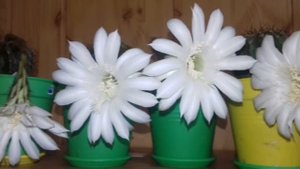 Как цветет кактус Эхинопсис - Цветение кактуса в домашних условиях