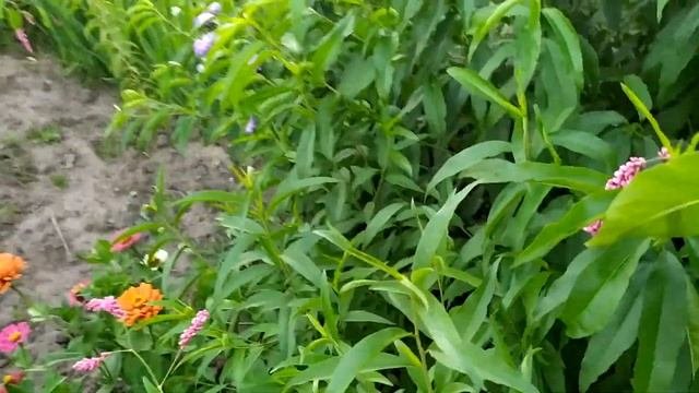 показую дерева персиків,які виросли з кісточок ,в домашніх умовах.