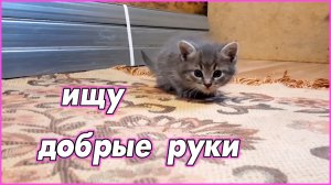 #49   В добрые руки