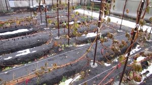 Октябрь 2023 года. Стоит ли в данный момент переживать за перезимовку лоз на кустах винограда?