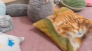 школа басиков ?