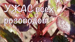 ТАКИЕ РОЗЫ НЕ ЗАЦВЕТУТ! СЛЕПЫЕ ПОБЕГИ у РОЗ ВЕСНОЙ. Как НАЙТИ и что СНИМИ ДЕЛАТЬ