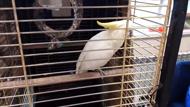 Прикольный попугай Арсений разговаривает со мной в магазине)) смотреть онлайн