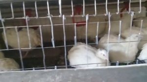 Перепелки начали нести яйца на все 100!!!