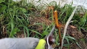 Виноград в Свердловской области