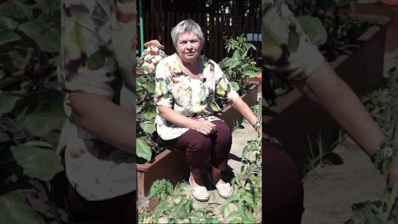 УЖАС! Почему желтеют листья томатов (часть 1)  #томаты