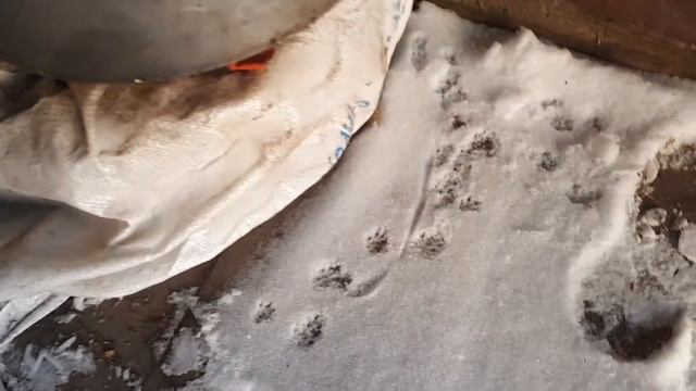 Крысиные следы на снегу.