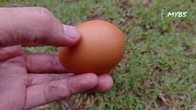How to make liquid organic fertilizer from natural ingredients- FOR AGLAONEMA plants
