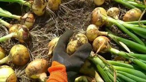 ?Уборка Нидерландского лука "Стурон","Штуттгартер-Ризен",31.07.21г.