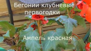 Бегония Мармората и другие...
