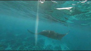 MALDIVES DIVING BIG RAY