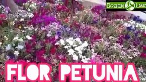 FLOR PETUNIA, GARDEN LAND HUANCAYO