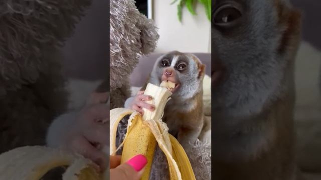 Жизнь хороша - когда ешь не спеша!) Милый попрошайка с большими глазами медленно идёт за бананом!) смотреть онлайн