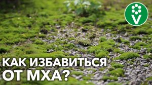 МОХ ЗАПОЛОНИЛ УЧАСТОК? Вот что добавить в почву и чем пролить!
