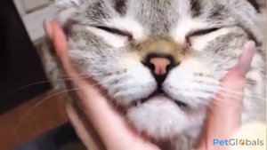 ШОТЛАНДСКАЯ ВИСЛОУХАЯ КОШКА (всё о породе)