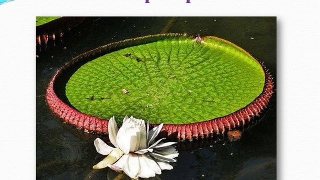 Удивительные растения